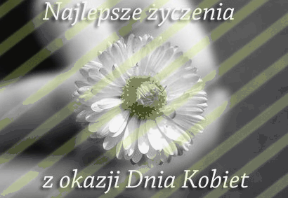 Biały kwiat z życzeniami na dzień kobiet